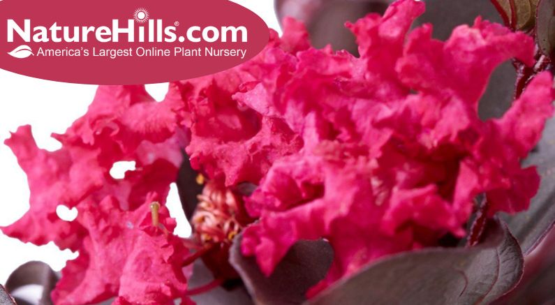2023 Color of the Year in the Garden - Nature Hills Nursery