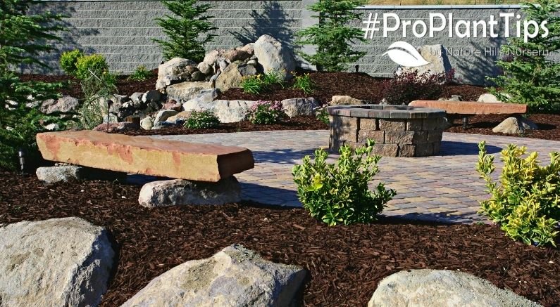 5 Great Alternatives to Lawn Grass! - Nature Hills Nursery