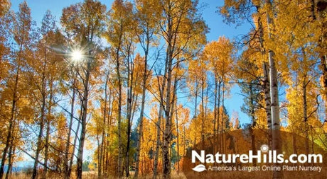 5 No-Brainer Native Plants For The West - Nature Hills Nursery