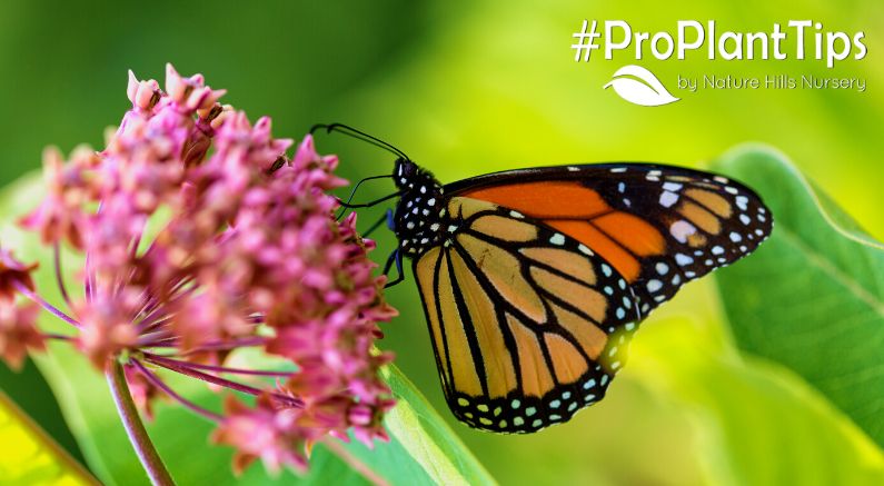 5 Ways To Attract More Pollinators To Your Garden! - Nature Hills Nursery