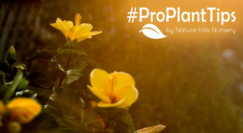 Heat-Loving Survivors: Best Plants For Zone 9 & Up! - Nature Hills Nursery