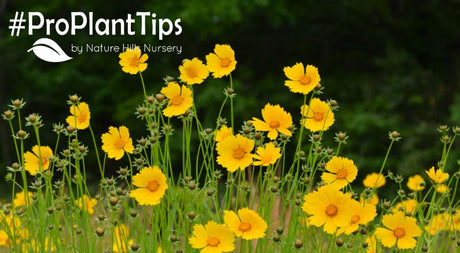 buy cheerful coreopsis at nature hills nursery