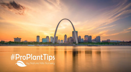 Best natives for St. Louis Missouri at Nature Hills
