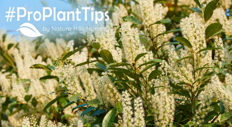 Types of Cherry Laurel at Nature Hills