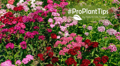 Top 10 Dianthus At Nature Hills!