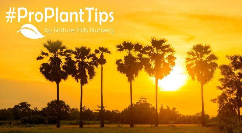 Best Heat-Tolerant Trees For Zones 9–11 Gardens! - Nature Hills Nursery