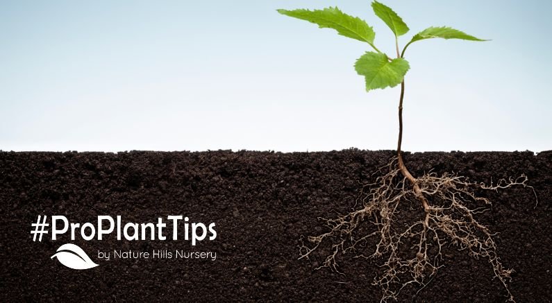 Why A Tree's Drip Line Is The VIP Zone Of Your Garden - Nature Hills Nursery
