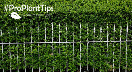 find the best privet shrubs at nature hills