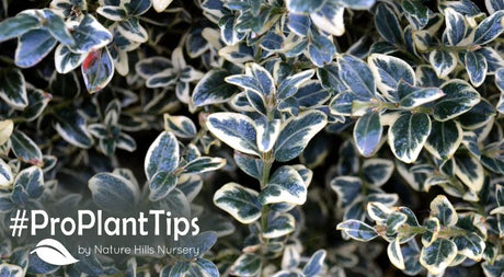 shop the best variegated shrubs at nature hills