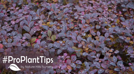 best purple foliage shrubs and perennials!