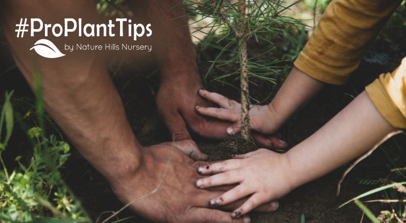 National Arbor Day Ideas For Every Busy Human - Nature Hills Nursery