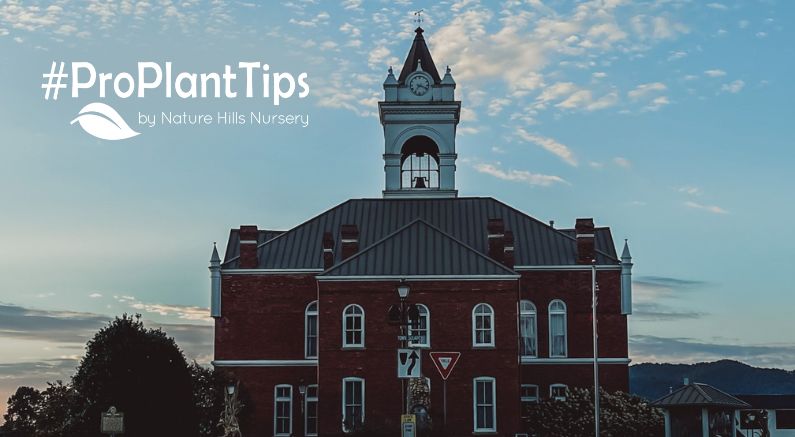 Best Plants For Blairsville: Your Guide To Thriving Gardens - Nature Hills Nursery