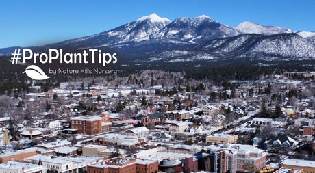 Gardening success with natives in Flagstaff