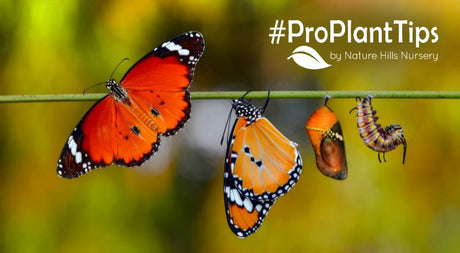 ID, attract, and support butterflies from egg to wing!