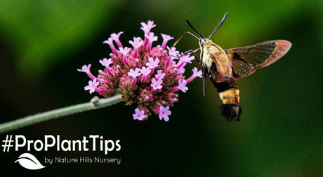 beneficial moths that pollinate your garden at night