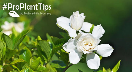 buy hot climate bushes at naturehills.com