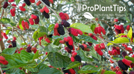 All about Mulberry Trees | Garden Blog at Nature Hills