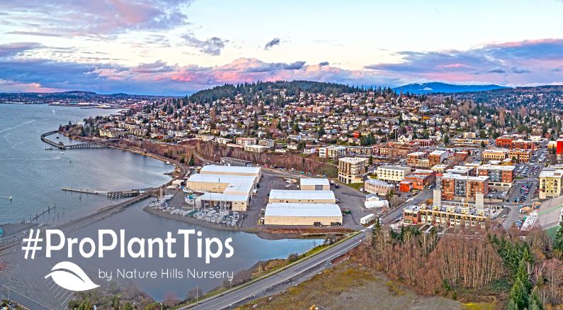 Embrace Bellingham’s Evergreen Gardening Charm - Nature Hills Nursery