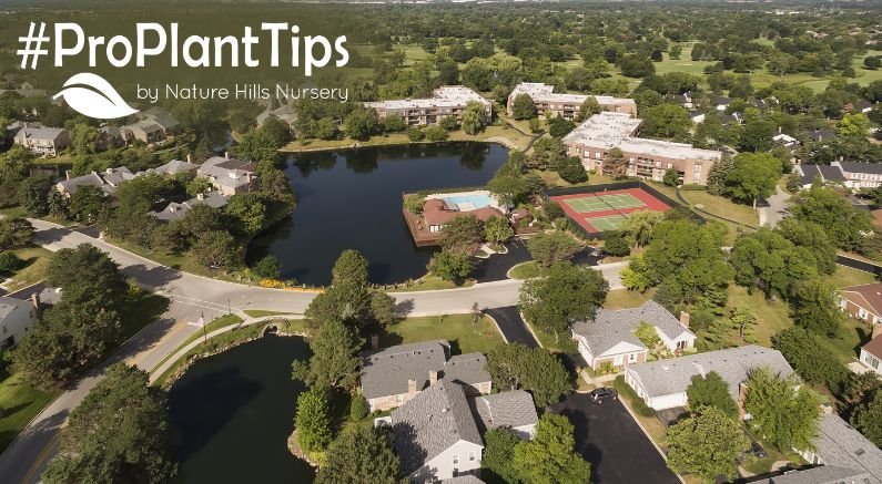 Hardy Plants For Northbrook, IL Gardens That Brave The Cold - Nature Hills Nursery