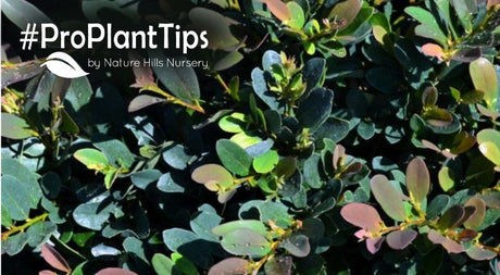 Distylium Shrubs at Nature Hills!
