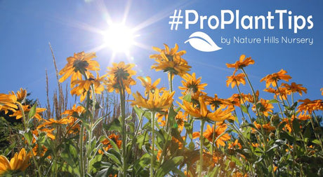 Best Sun Loving Perennials at Nature Hills