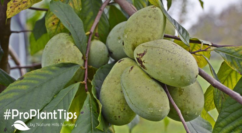 All About Pawpaw Trees & Pawpaw Care Information! - Nature Hills Nursery