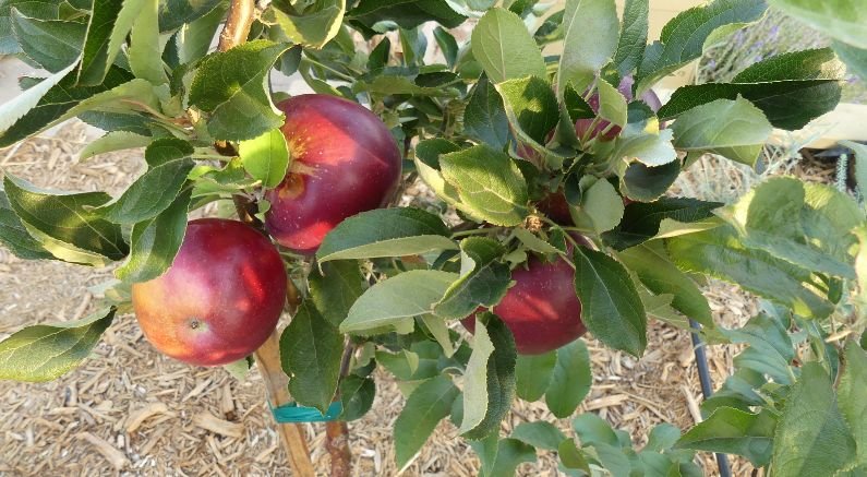 Arkansas Black Apple: The Cabernet of the Apples - Nature Hills Nursery