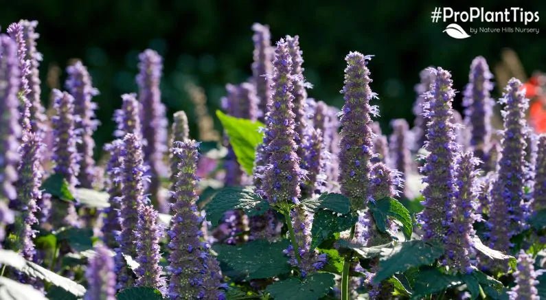 Aromatic & Useful Hyssop Plants at Nature Hills Nursery! - Nature Hills Nursery