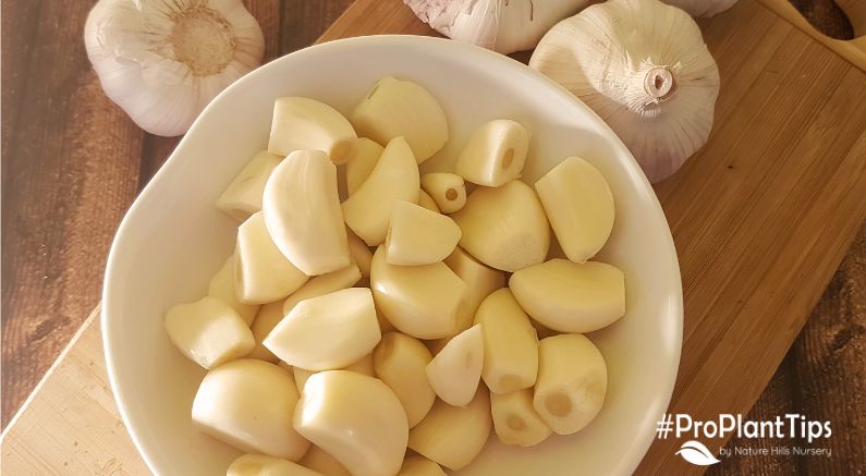 Beginners Guide to Growing Garlic - Nature Hills Nursery
