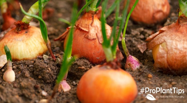 Beginners Guide to Growing Onions - Nature Hills Nursery