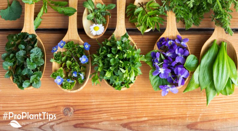 Best Edible Flowers to Grow in Your Garden - Nature Hills Nursery