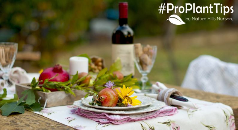 Best Fruit Trees for Making Wine (And Other Drinks)! - Nature Hills Nursery