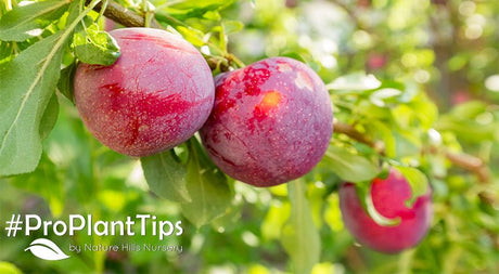 Best Fruit Trees for Your Colder Climate - Nature Hills Nursery
