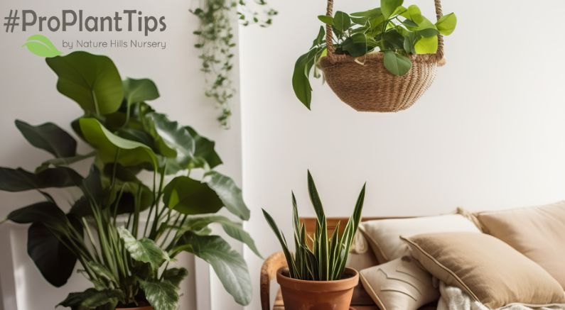 Best Indoor Plants for Low-Light Spaces! - Nature Hills Nursery
