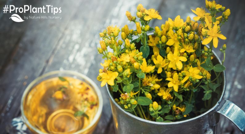 Best St. John's Wort Varieties and How to Care for Them - Nature Hills Nursery
