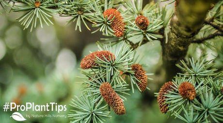 Best Trees & Shrubs That Keep Their Leaves All Year - Nature Hills Nursery