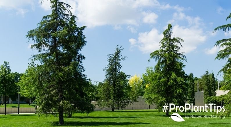 Cedar Tree Care & Selection Guide - Nature Hills Nursery