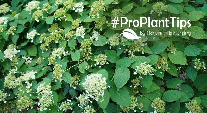 Climbing Hydrangeas Brooklyn: Elevating Urban Landscapes - Nature Hills Nursery