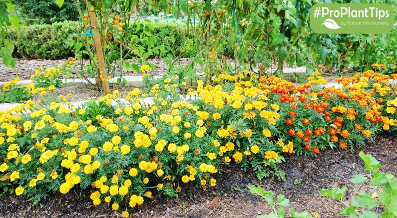 Companion Planting Beyond the Vegetable Garden - Nature Hills Nursery