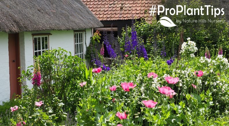 Creating the Coziest Cottage Garden! - Nature Hills Nursery