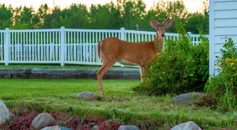 Deer Resistant Plants For The North - Nature Hills Nursery