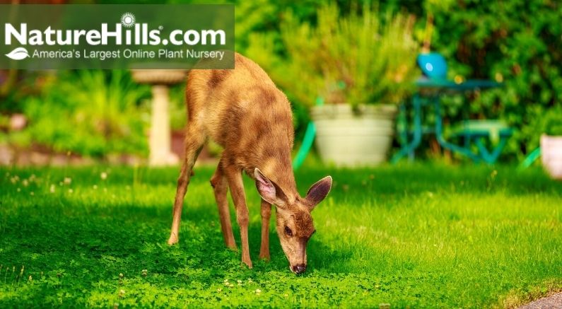 Deer Resistant Plants For The South - Nature Hills Nursery