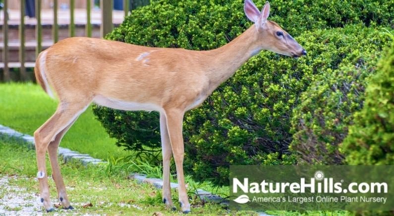 Deer Resistant Plants For The West - Nature Hills Nursery