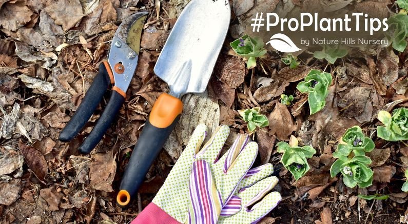 Don't Clean Up Too Early! Why Spring Garden Cleanup Can Wait - Nature Hills Nursery