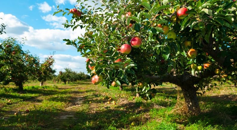 Dwarf Apple Trees - Nature Hills Nursery