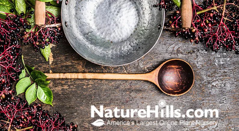 Elderberries: What's the Deal with America's New Favorite Plant? - Nature Hills Nursery