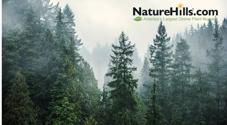 Evergreens Trees To Add Winter Interest To Your Landscape! - Nature Hills Nursery