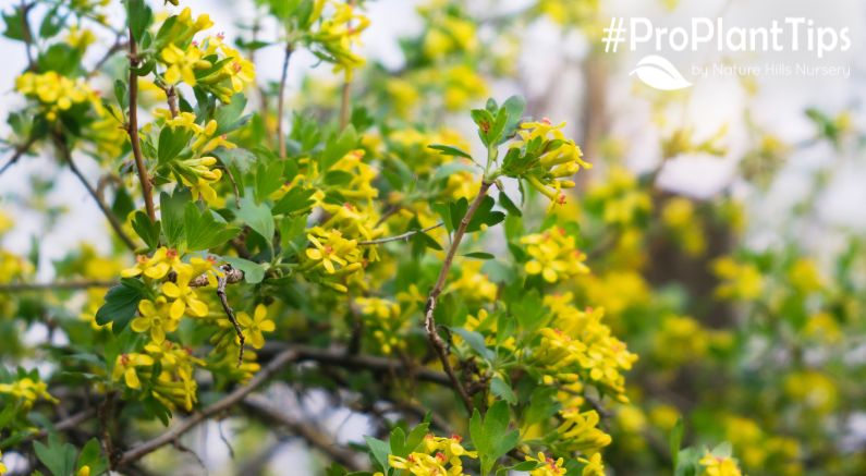 Everything You Need to Know About Currant Bushes! - Nature Hills Nursery