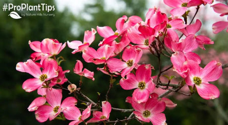 Five Trees for Early Spring Color! - Nature Hills Nursery