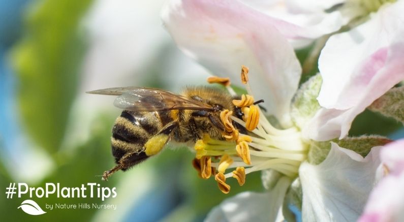 Fruit Tree Pollination:  Does Your Fruit Tree Need a Friend? - Nature Hills Nursery